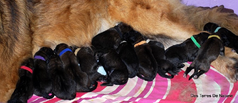 Des Terres De Natane - Leonberger - Portée née le 26/10/2015